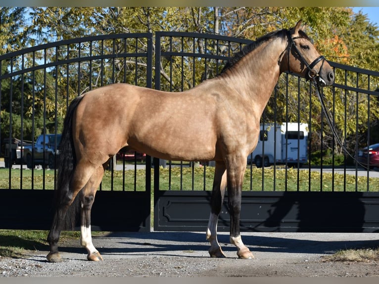Schweizer Warmblut Hengst 7 Jahre 168 cm Buckskin in Mont-Saint-Hilaire