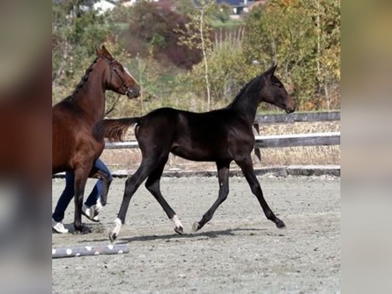 Schweizer Warmblut Hengst Fohlen (04/2024) 170 cm Dunkelbrauner in Chur