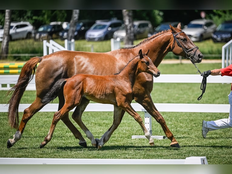 Schweizer Warmblut Hengst Fohlen (04/2025) Brauner in Fehraltorf