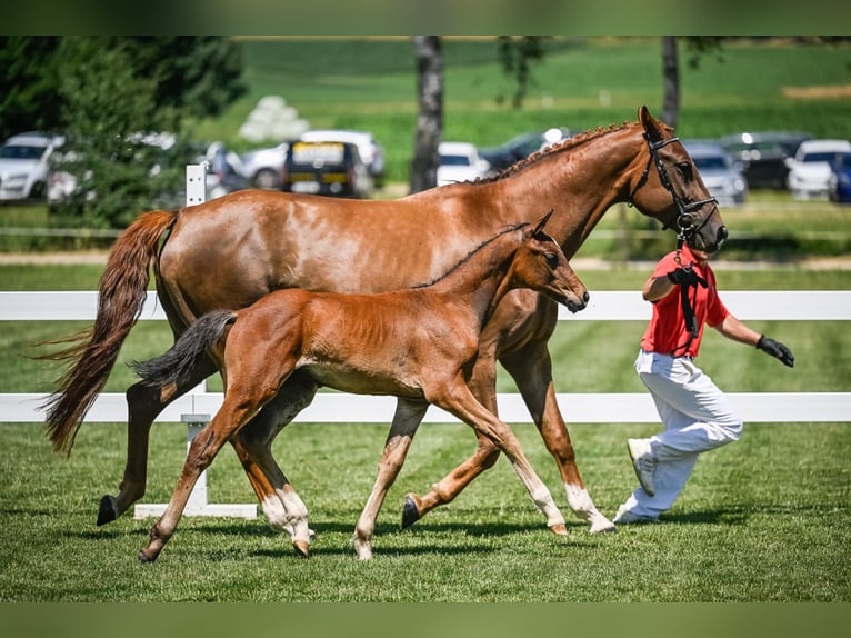 Schweizer Warmblut Hengst Fohlen (04/2025) Brauner in Fehraltorf