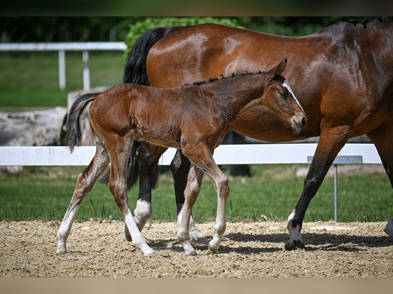 Schweizer Warmblut Hengst  Brauner in Windlach