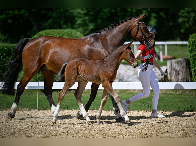 Schweizer Warmblut Hengst  Brauner in Windlach