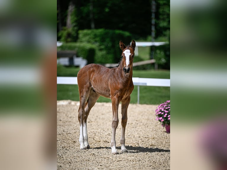 Schweizer Warmblut Hengst  Brauner in Windlach