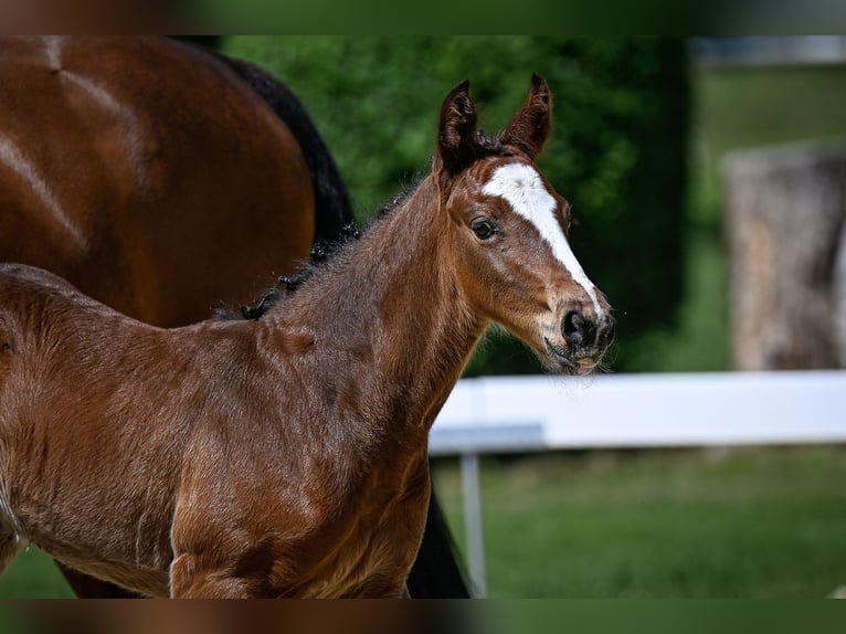Schweizer Warmblut Hengst  Brauner in Windlach