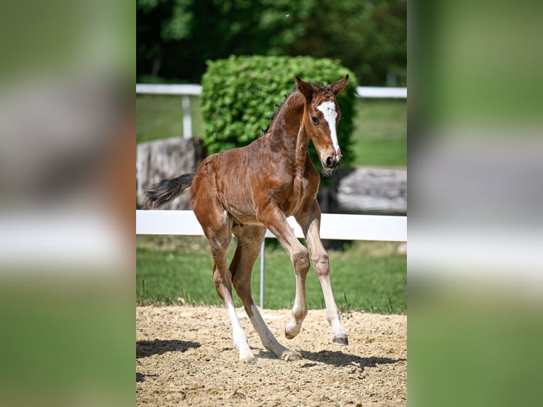 Schweizer Warmblut Hengst  Brauner in Windlach