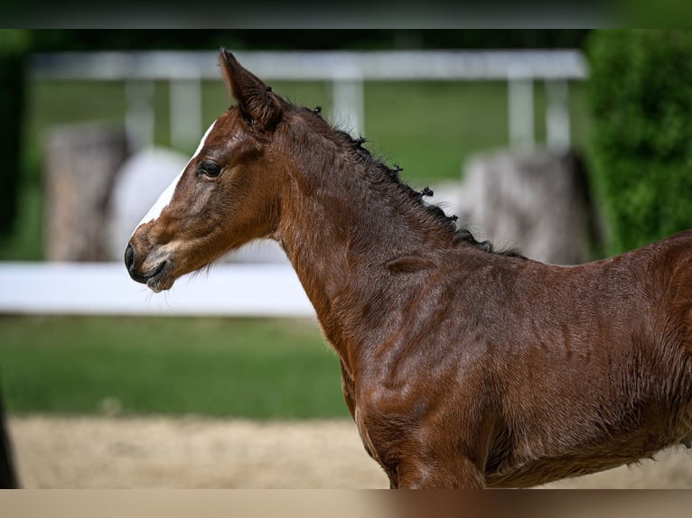 Schweizer Warmblut Hengst  Brauner in Windlach