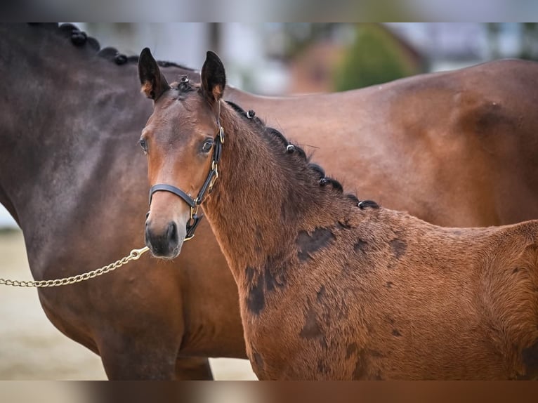 Schweizer Warmblut Hengst Fohlen (04/2026) Dunkelbrauner in Rüdtligen