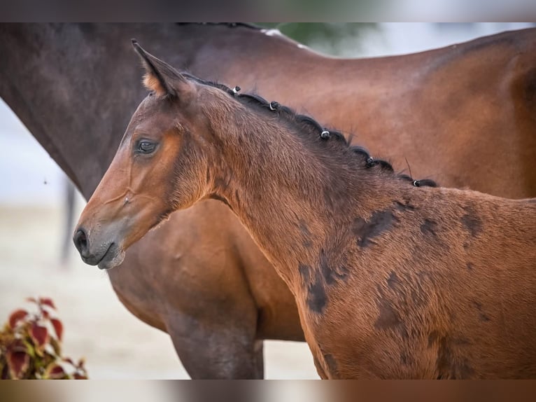 Schweizer Warmblut Hengst Fohlen (04/2026) Dunkelbrauner in Rüdtligen