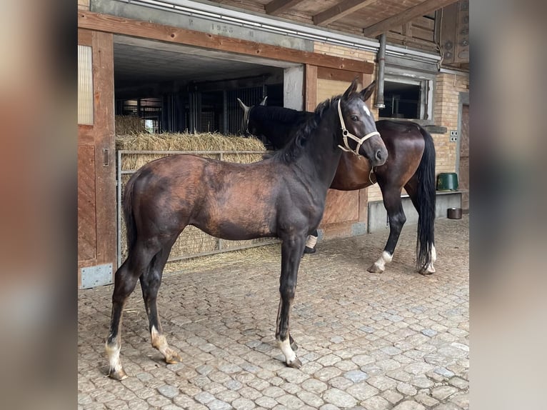 Schweizer Warmblut Hengst Fohlen (05/2024) Rappe in Hindelbank