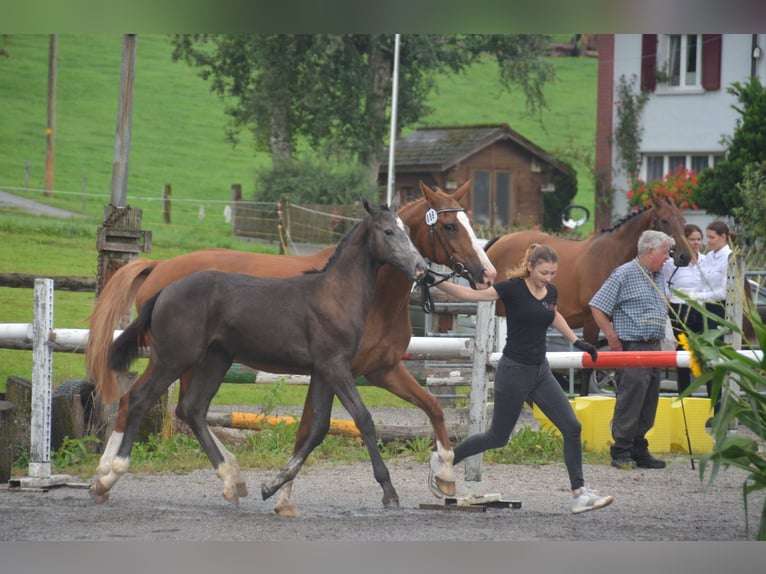 Schweizer Warmblut Hengst Fohlen (04/2024) Schimmel in Auswil