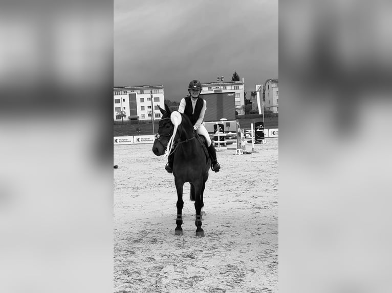 Schweizer Warmblut Stute 10 Jahre 162 cm Brauner in Bernhardzell