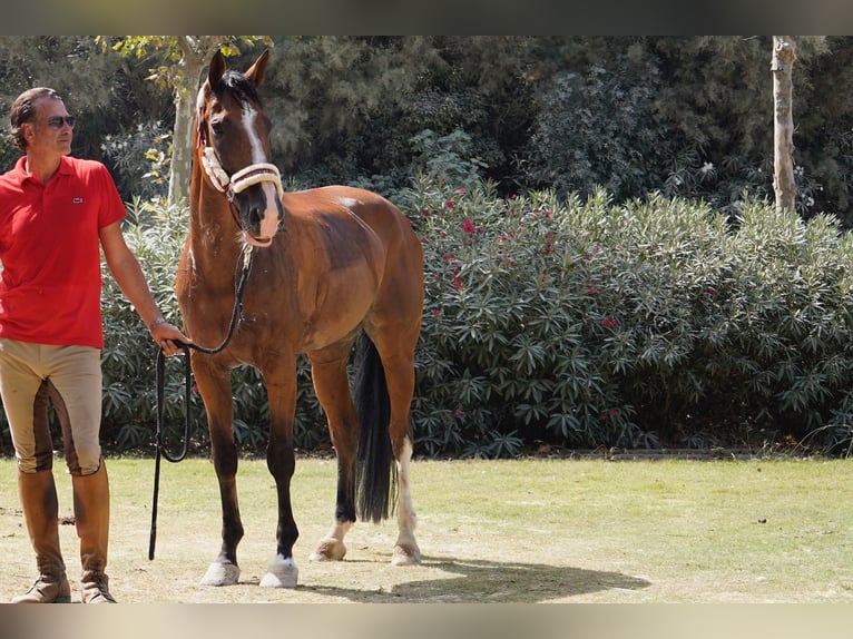 Schweizer Warmblut Stute 10 Jahre 165 cm Falbe in Marbella
