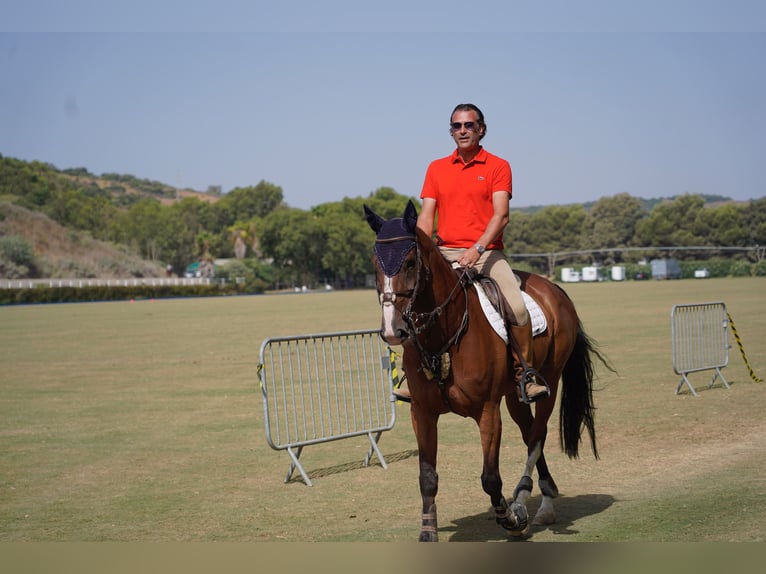 Schweizer Warmblut Stute 10 Jahre 165 cm Falbe in Marbella