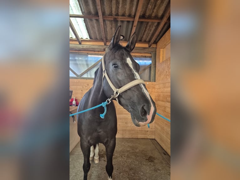 Schweizer Warmblut Stute 10 Jahre 166 cm Dunkelfuchs in Bern