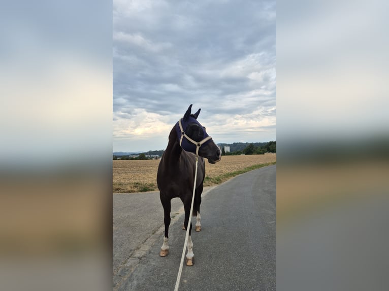 Schweizer Warmblut Stute 10 Jahre 166 cm Dunkelfuchs in Bern