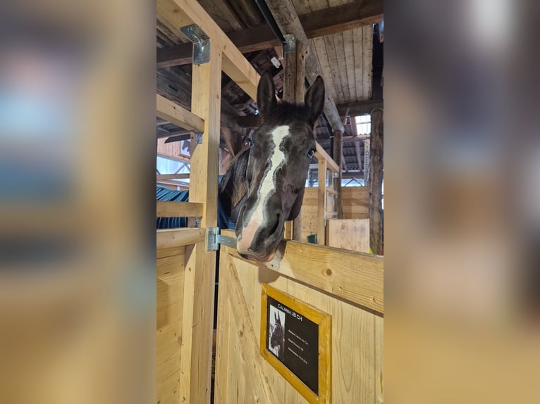 Schweizer Warmblut Stute 10 Jahre 166 cm Dunkelfuchs in Bern