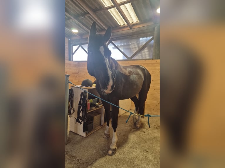 Schweizer Warmblut Stute 10 Jahre 166 cm Dunkelfuchs in Bern
