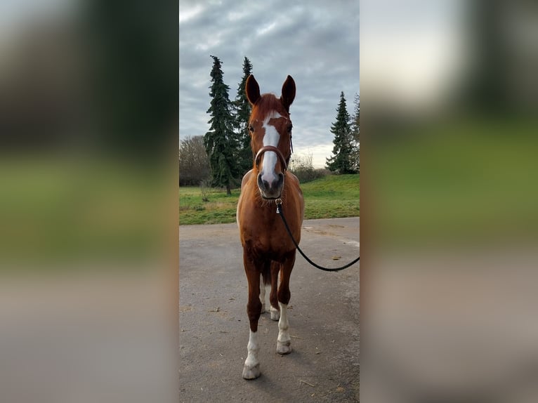 Schweizer Warmblut Stute 10 Jahre 178 cm Fuchs in Aidlingen