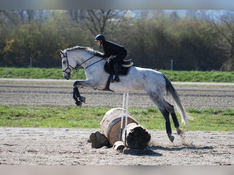 Schweizer Warmblut Stute 10 Jahre 186 cm Schimmel in M&#xFC;nsingen