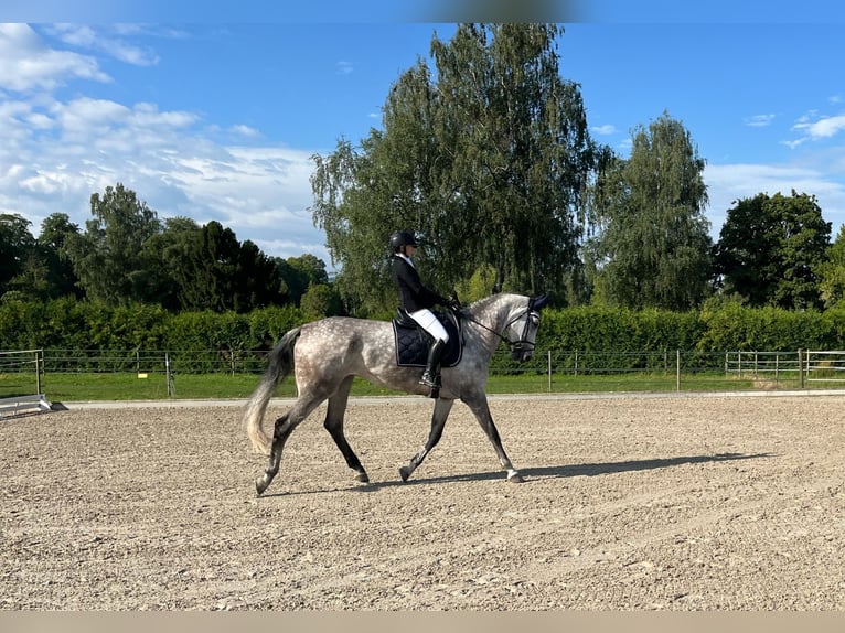 Schweizer Warmblut Stute 10 Jahre 186 cm Schimmel in M&#xFC;nsingen