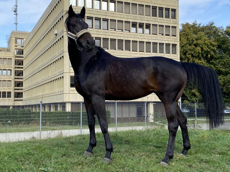 Schweizer Warmblut Stute 11 Jahre 160 cm Dunkelbrauner in Bern
