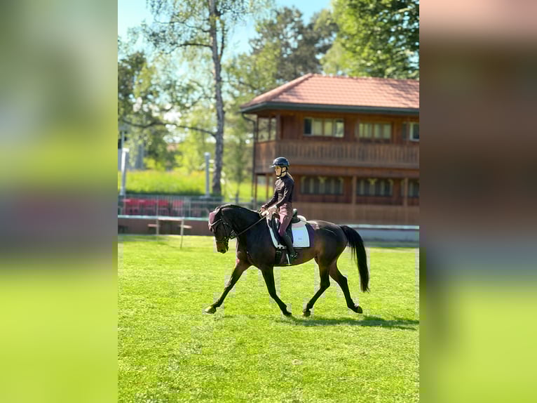 Schweizer Warmblut Stute 11 Jahre 160 cm Dunkelbrauner in Bern