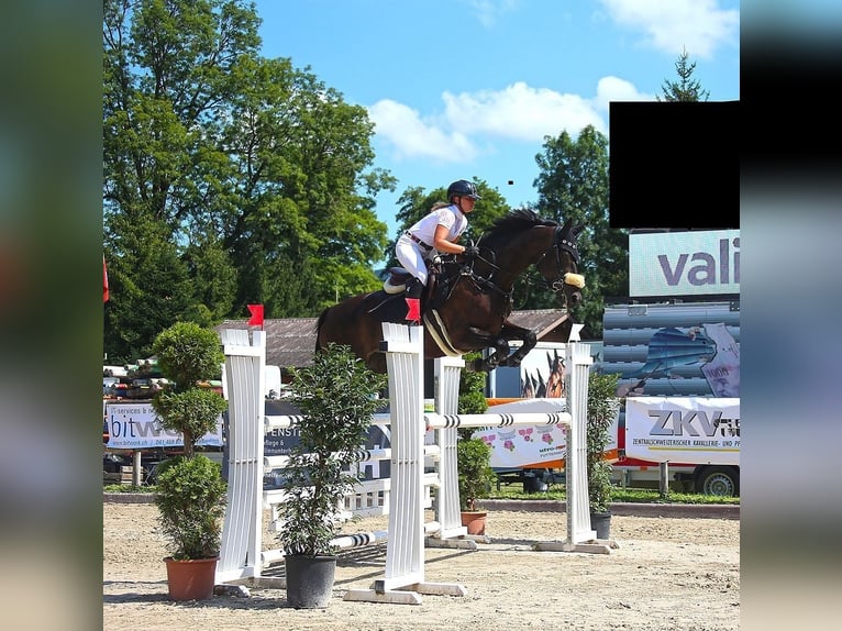 Schweizer Warmblut Stute 11 Jahre 166 cm Dunkelbrauner in Emmen