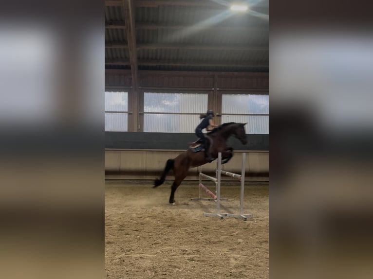 Schweizer Warmblut Stute 11 Jahre 168 cm Brauner in Pforzheim