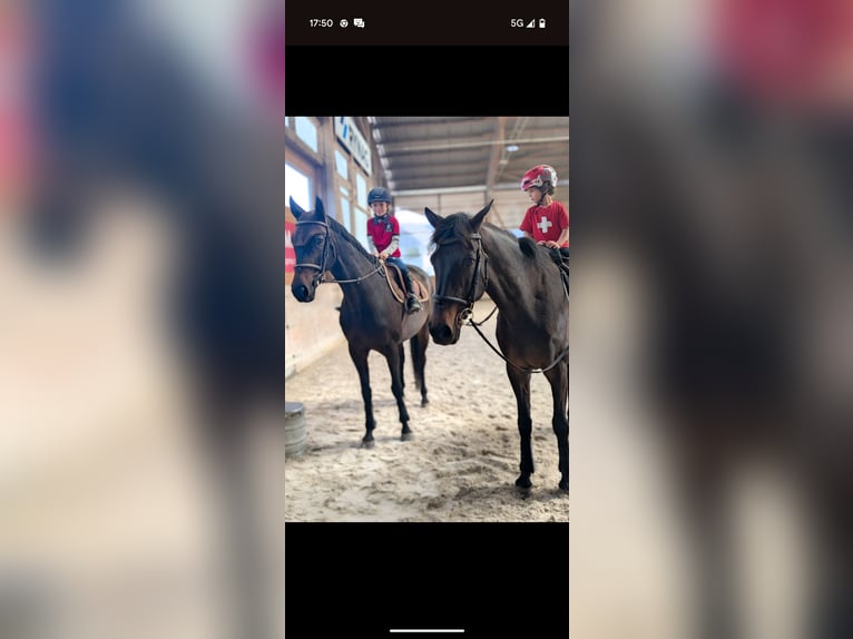 Schweizer Warmblut Stute 11 Jahre 168 cm  in Zuzwil SG