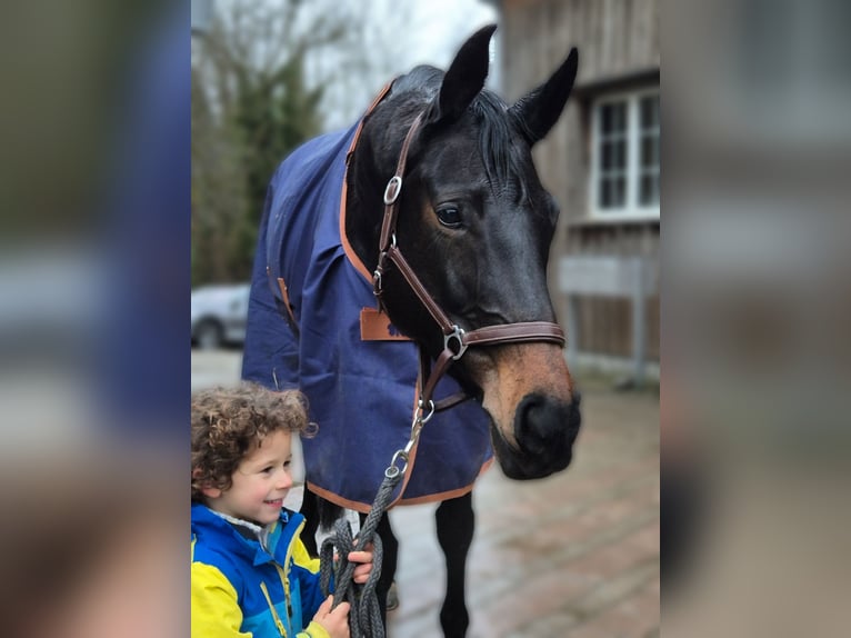 Schweizer Warmblut Stute 11 Jahre 168 cm  in Zuzwil SG