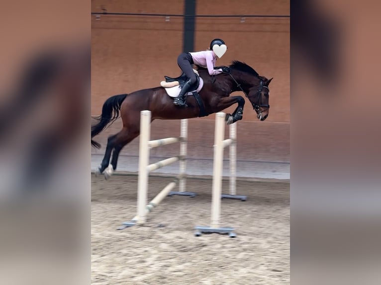 Schweizer Warmblut Stute 11 Jahre 172 cm Brauner in Gossau ZH