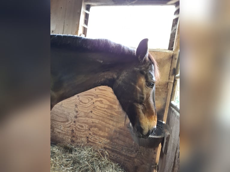 Schweizer Warmblut Stute 12 Jahre 160 cm Dunkelbrauner in Ins