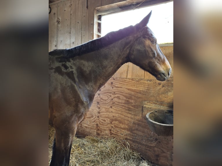 Schweizer Warmblut Stute 12 Jahre 160 cm Dunkelbrauner in Ins