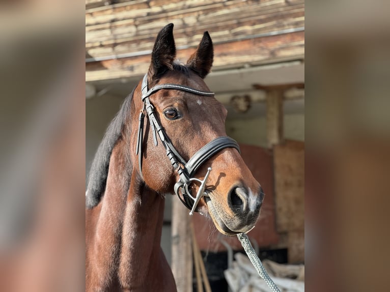 Schweizer Warmblut Stute 12 Jahre 164 cm Brauner in Rupperswil