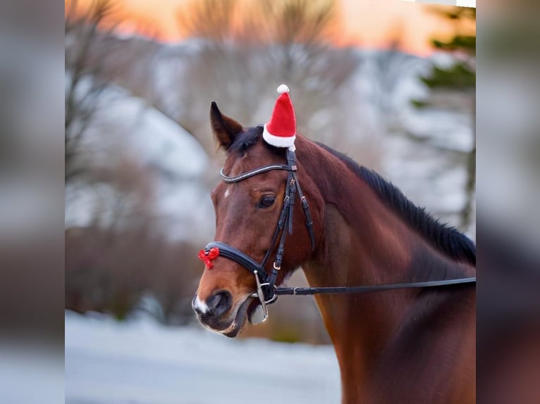 Schweizer Warmblut Stute 12 Jahre 164 cm Brauner in Rupperswil