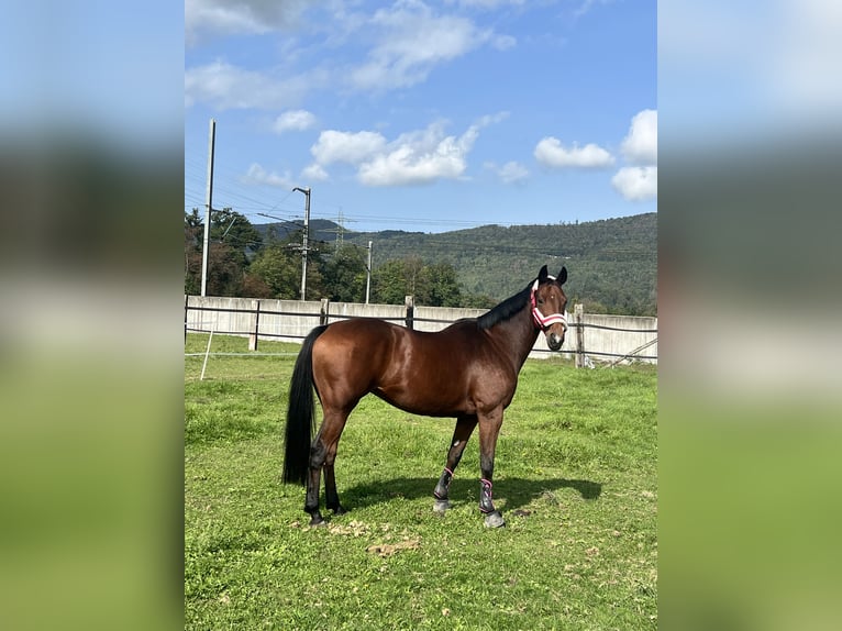 Schweizer Warmblut Stute 12 Jahre 164 cm Brauner in Rupperswil