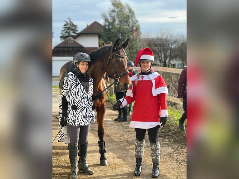 Schweizer Warmblut Stute 12 Jahre 164 cm Brauner in Rupperswil