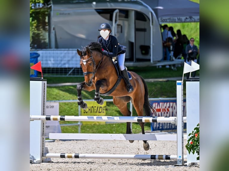Schweizer Warmblut Stute 12 Jahre 172 cm Brauner in Gossau ZH