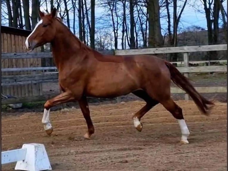 Schweizer Warmblut Stute 12 Jahre 175 cm Fuchs in Pageas