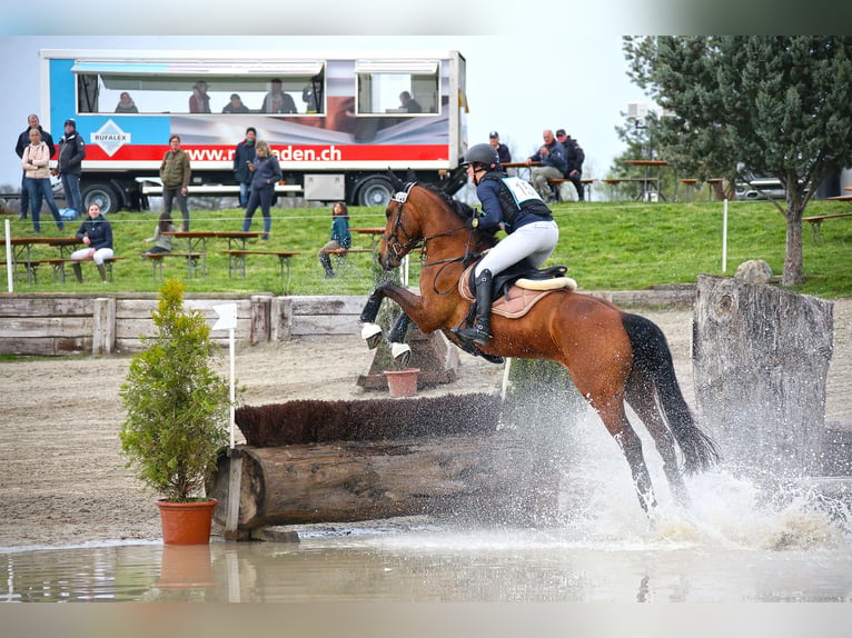 Schweizer Warmblut Stute 13 Jahre 165 cm Brauner in Salez