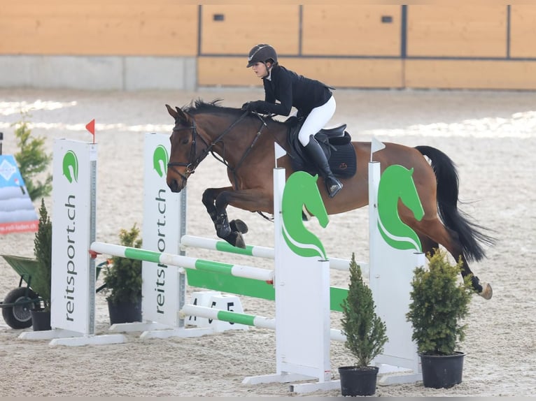 Schweizer Warmblut Stute 13 Jahre 165 cm Brauner in Rifferswil