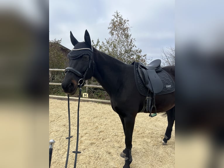 Schweizer Warmblut Stute 13 Jahre 165 cm Dunkelbrauner in Möhlin