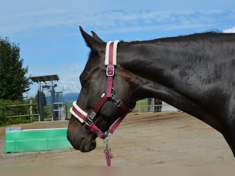 Schweizer Warmblut Stute 13 Jahre 165 cm Dunkelbrauner in Möhlin