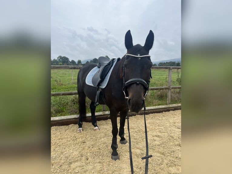 Schweizer Warmblut Stute 13 Jahre 165 cm Dunkelbrauner in Möhlin