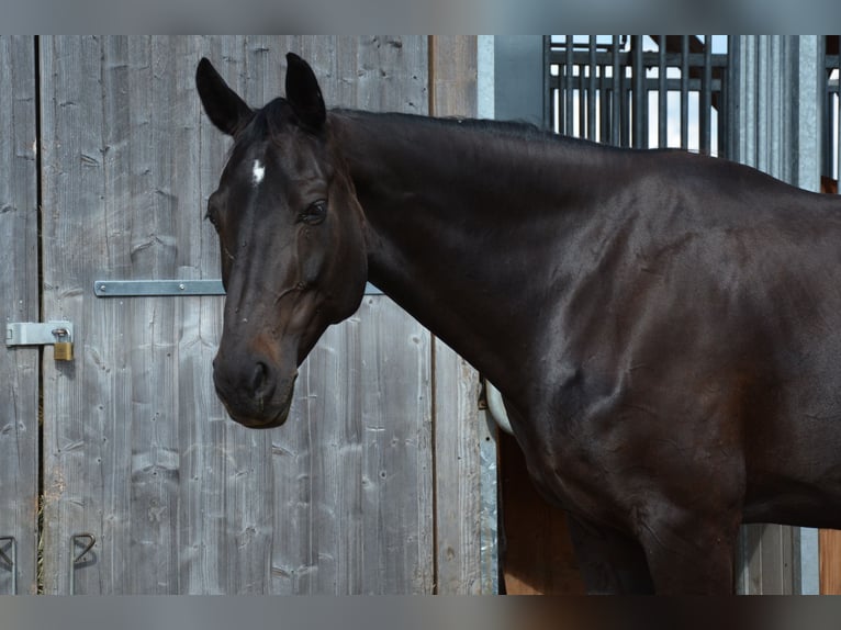 Schweizer Warmblut Stute 13 Jahre 165 cm Dunkelbrauner in Möhlin