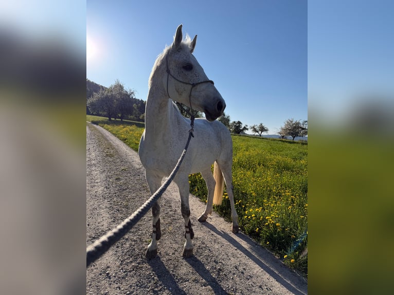 Schweizer Warmblut Stute 13 Jahre 165 cm Fliegenschimmel in Balterswil