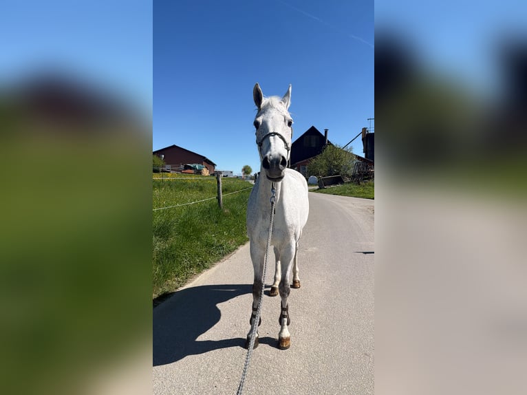 Schweizer Warmblut Stute 13 Jahre 165 cm Fliegenschimmel in Balterswil