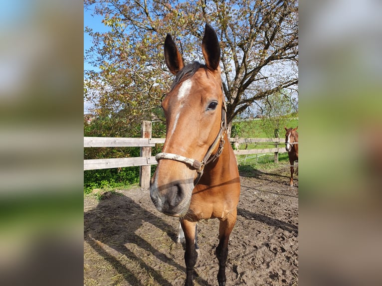 Schweizer Warmblut Stute 13 Jahre 166 cm Brauner in Stäfa