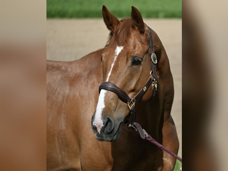 Schweizer Warmblut Stute 13 Jahre 166 cm Fuchs in Schlins