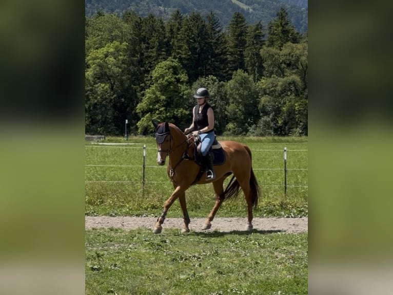 Schweizer Warmblut Stute 13 Jahre 166 cm Fuchs in Schlins